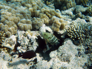 Korallenriff mit bunten Fischen