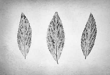 Black and white ink stamp of leaves with organic texture. Isolated leaf from tree.