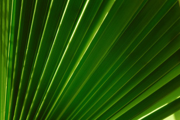 Green leaf of palm tree texture background