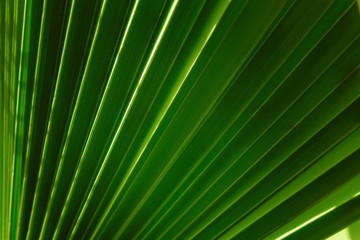 Obraz premium Green leaf of palm tree texture background
