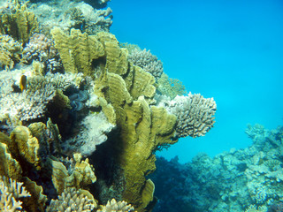 Naklejka na ściany i meble Korallenriff mit bunten Fischen
