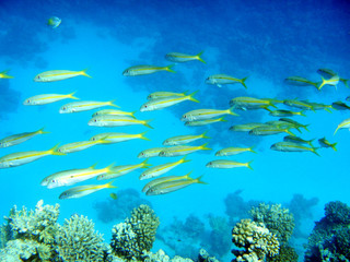 Korallenriff mit bunten Fischen