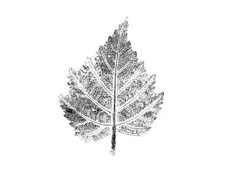 Black and white ink stamp of a leaf with organic texture. Isolated leaf from tree.