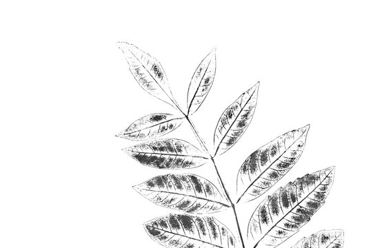 Black and white ink stamp of a leaf with organic texture. Isolated leaf from tree.