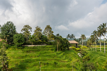 Fototapeta na wymiar Bedugul, Bali, Indonesia - February 25, 2019: Wider shot of Green landscape with terraces turned into a garden with trees and plants, all under rainy dark sky.