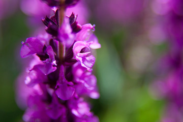 close up of purple small flower