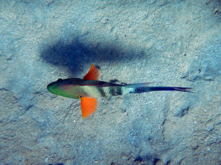 Buter Fisch im Roten Meer