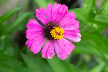 Obraz premium Flor Zinia