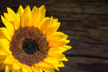 single fresh sunflower on wooden board whit copy space