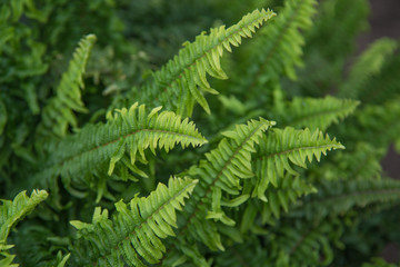Beautiful fern leaves green foliage in a garden. Natural floral fern background.