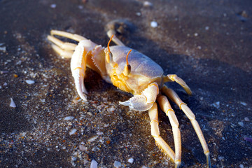 A Crab on the beach in Oman
