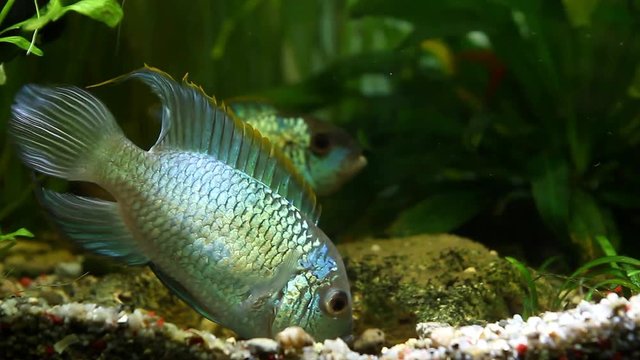 Nannacara anomala neon blue, freshwater cichlid fish pair in spectacular spawning colors guard and ventilate their eggs, natural aquarium video footage