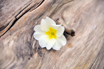 Gelbe Blume am alten Holzast