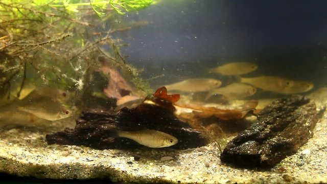 shoal of Rhodeus amarus, European bitterling and Leucaspius delineatus ornamental fishes in freshwater river biotope aquarium, fast current, biotic video footage