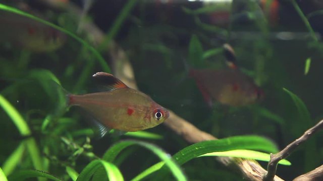 Hyphessobrycon socolofi, bleeding heart tetra, wild freshwater fish from Barcelos, Rio Negro show natural behavior in biotope aquarium