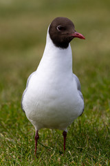 Black-headed seagull sitting on the ground in grass at a meadow at the north sea in germany