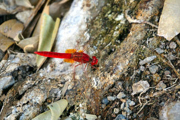 Red Dragonfly in Oman, Arabia