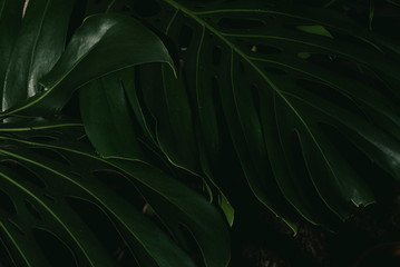 Obraz na płótnie Canvas Philodendron monstera obliqua, green leaf background