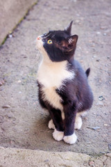 Small black and white kitten. A pet. Little animal.