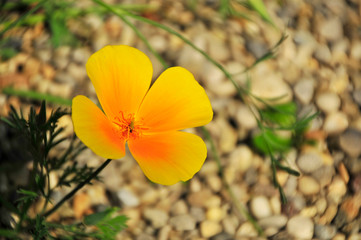 Wilde gelbe Blume