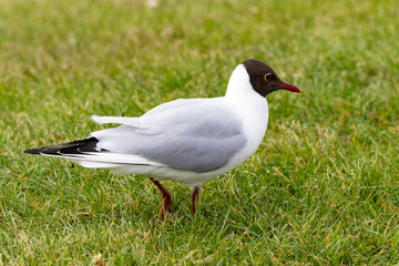 Single black-headed seagull sitting on the ground in the grass in spring at the north sea in germany