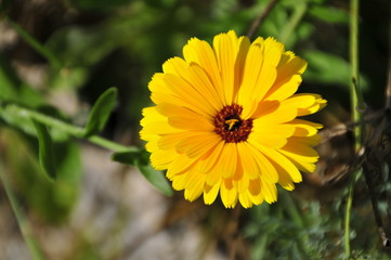 Gelbe Blummen im Frühling