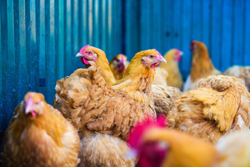 chicken on a farm