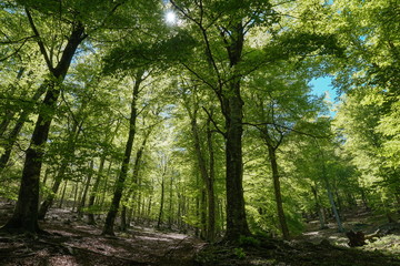 Forest landscape in France, Massif des Alberes, Pyrenees Orientales, Occitanie