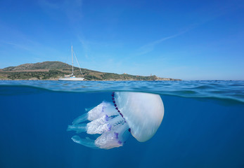 France Mediterranean sea coastline with a jellyfish underwater, Cap Bear, Pyrenees-Orientales, split view half over and under water © dam
