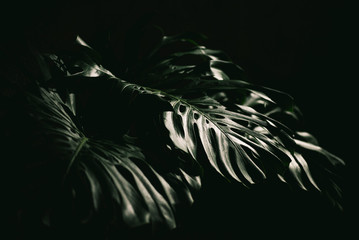 Philodendron monstera obliqua, green leaf background © Nuno