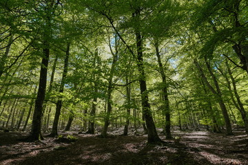 Landscape in the forest in France, Massif des Alberes, Pyrenees Orientales, Occitanie