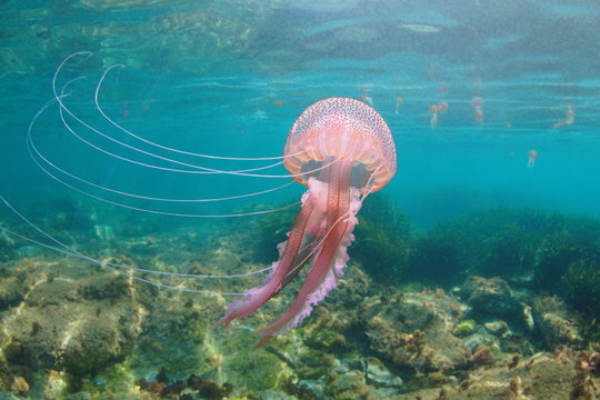 Beautiful jellyfish underwater in Mediterranean sea, Mauve stinger Pelagia noctiluca