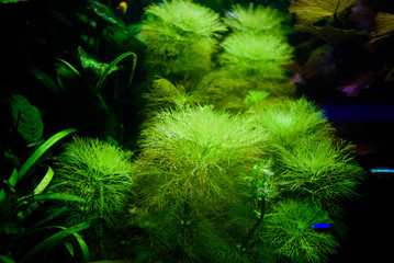 Wonderful and beautiful underwater world with corals and tropical fish.