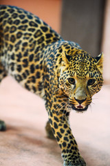 leopard, close-up photo
