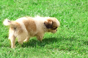 Puppy Pekinese dog closeup