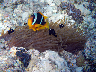 Clownfisch im Roten Meer