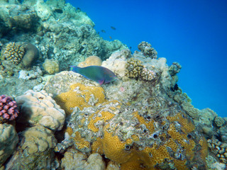 Korallenriff mit bunten Fischen