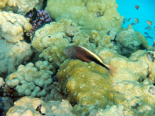 Korallenriff mit bunten Fischen