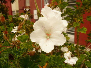 Hermosa flor blanca con hojas verdes 2