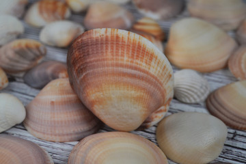 Seashells summer background lots of different seashells