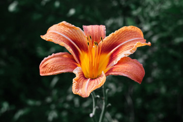 Bright beautiful orange daylily flower on a green background. Lily, hemerocallis with yellow black stamens and orange red petals. Garden plant. Close-up macro.