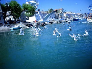 Pélicans font la chasse dans le canal de Grande Mote.
