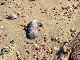 Sand am Strand mit Muscheln