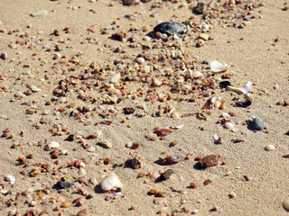 Sand am Strand mit Muscheln
