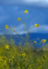 Isolated Mustard Plant Against Stormy Background