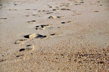Spuren im Sand