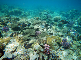 Naklejka na ściany i meble Korallenriff mit bunten Fischen
