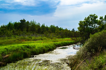 Fototapeta na wymiar a swampy creek in the wilderness