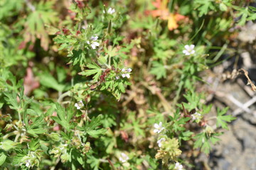Geranium carolinianum / Carolina geranium / Carolina cranes bill