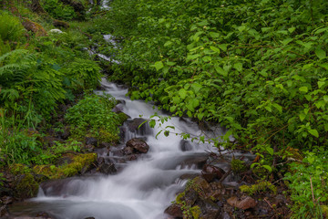 Cascading creek water flows through a lush green tranquil Oregon forest setting